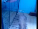 our ferrets weaner and charlie doing backwards moonwalk!!