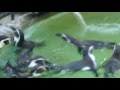 ペンギン餌付け Long version Penguin food spear of Kyoto City zoo.
