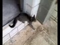 YouTubeサムネイル[0LUeFnsz2tg] - 2枚目