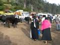 Otavalo Viehmarkt 4