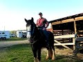 John riding a Shire for the first time