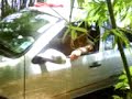 DESATOLANDO A SAVEIRO