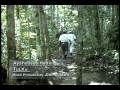 Ayahuasca Healing
