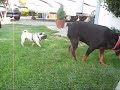 Rottweiler Chasing a Pug Rottweiler Chasing a Pug