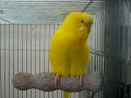 インコ