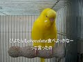 インコ