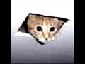 do NOT wash your cat.wmv