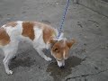 Yoshi A3468792