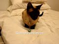Cat dog retriever?