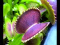 collage of venus flytraps