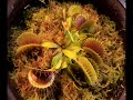 Collage of Venus Flytraps Collage of Venus Flytraps