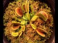 collage of venus flytraps