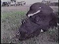 Downed cattle at Hallmark Packing (formerly Dairyland) 1993 Downed cattle at Hallmark Packing (formerly Dairyland) 1993