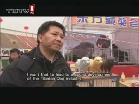 tibetan mastiff