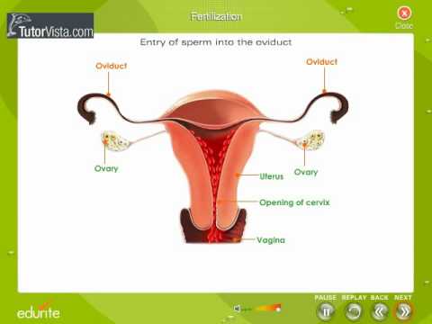 how to fertilize a woman