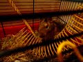 DEGU vs. EVIL TUNNEL
