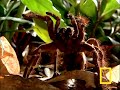 Tarantule - video