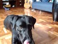 Gorda negra y peluda...