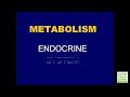 Endocrine System - Metabolism (Examville)