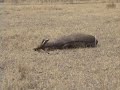 Bow Hunting in South Africa