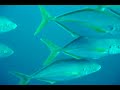 Cardumen de Jureles Tropicales (Cabo de Palos)