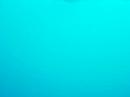 Diving With Manta Rays Maldives