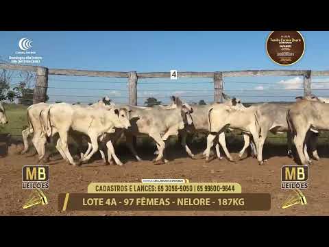 11� LEIL�O FAM�LIA LUCIANO DUARTE E CONVIDADOS