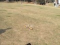 Esky King2 (practice of turning) Esky King2 (practice of turning)