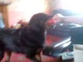 Queenie - Rotty