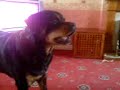 Queenie - Rotty