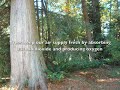 Save the trees... Save the trees...