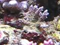 Shorty�s Aquarium am 24 12 2008
