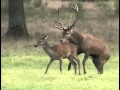 dong vat giao phoi voi nhau giao phối - YouTube