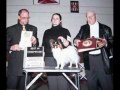 Papillon Show Dog BISS CH Namaste B'dazzled