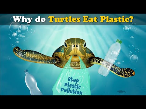 Why do Turtles Eat Plastic? Thumbnail