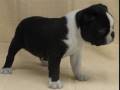 New Family Member - Boston Terrier