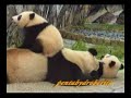 Twin Panda Babies and their Mother ?????
