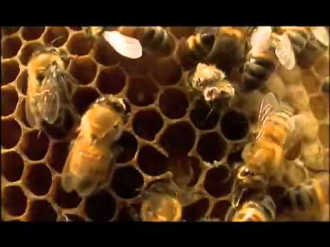 how to harvest royal jelly