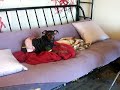 Miniature Pinscher talks to a sleeping chihuahua