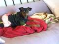 Miniature Pinscher video
