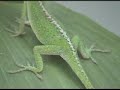 Anolis carolinensis