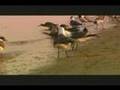 Alex De Grassi-"Western"