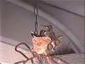 Return of Mobile Hummingbird