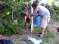 buck liggett gang redneck skinning pig