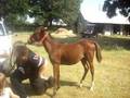 3 days in halter super gentle filly