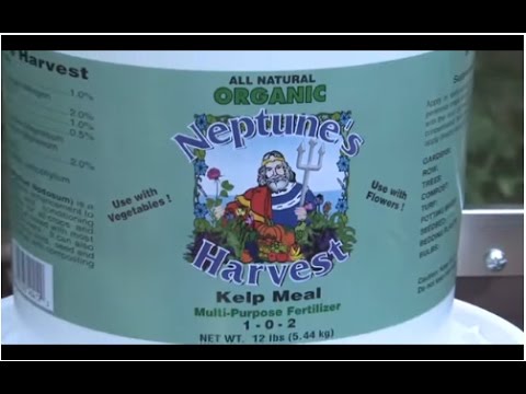 how to fertilize with kelp meal