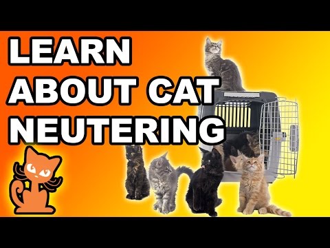 Neutered Cat Spraying