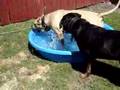 Angel's Pool Video