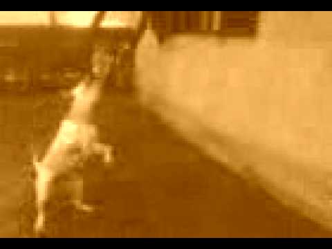 dogo argentino vs puma