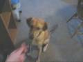 videos de Clover's Tricks